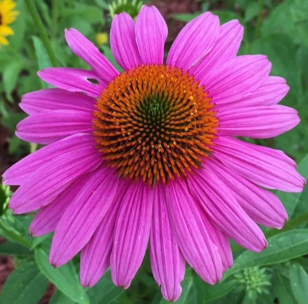 Indian Coneflower Garden