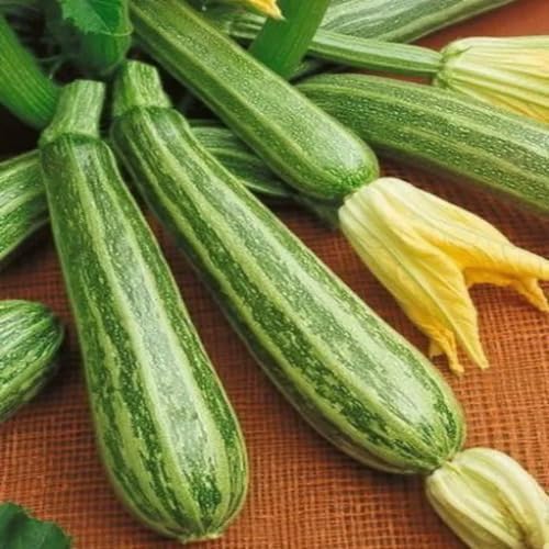 Green Long Squash vegetable seeds - Heirloom, Organic, Non Gmo Garden Seeds for kitchen garden planting