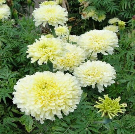 white marigold flower seeds