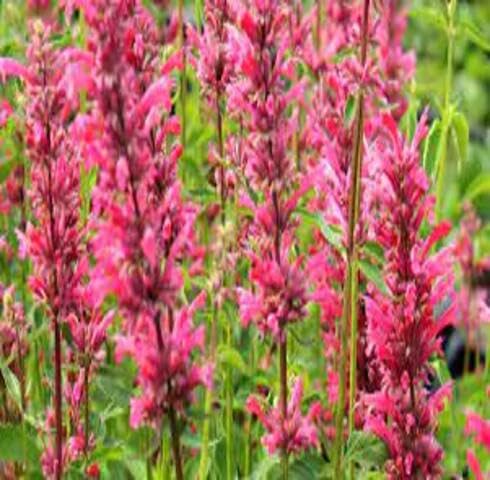 Pink Agastache Flower Seeds