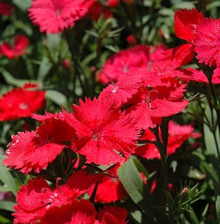 Red Carnation Flower Seeds