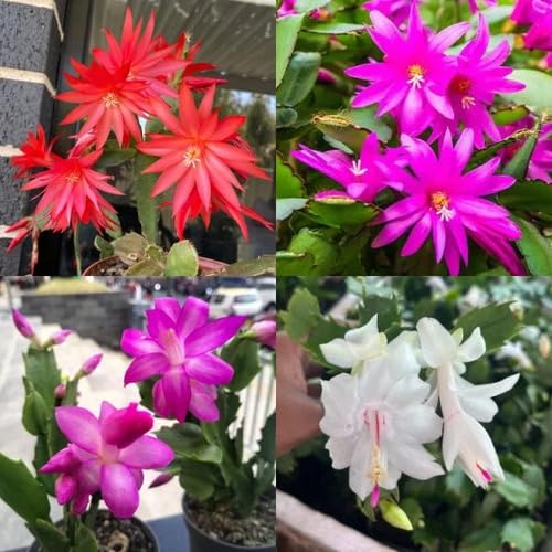 Mixed Zygocactus Truncatus Flower Seeds