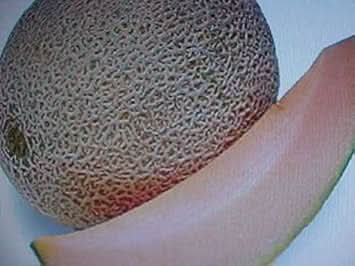 Brown Cantaloupe Melon Fruit Growing Sweet Aromatic Melons For Home Fruit Seeds