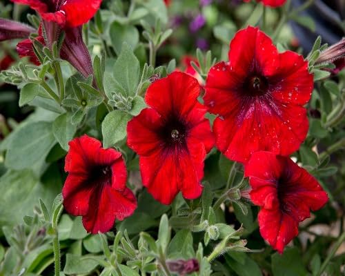 Red Petunia Flower Seeds