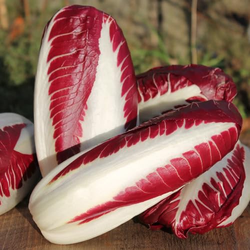 Red White Chicory vegetable seeds - Heirloom, Organic, Non Gmo Garden Seeds for kitchen garden planting