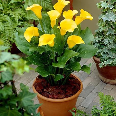Yellow Calla Lily Flower Seeds