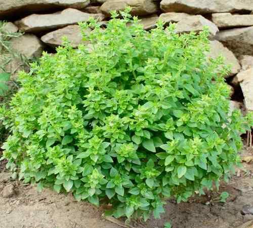 Grenn Basil Plant Seeds herb seeds - backyard growing, non gmo garden seeds