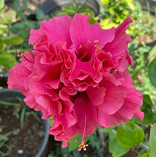 Double Hibiscus Flower Seeds