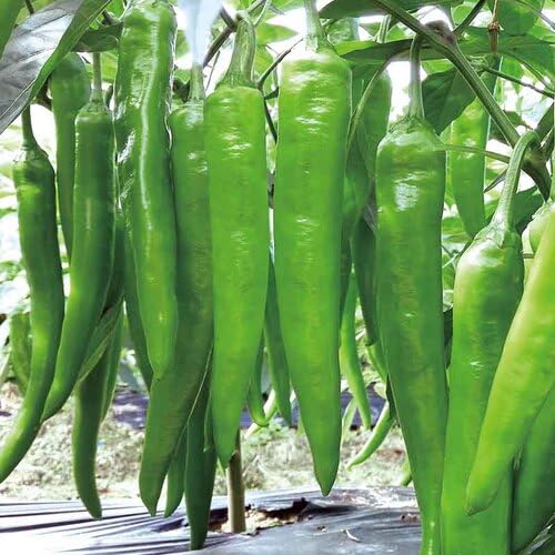 Green Peperoncino vegetable seeds for Home Gardening, Healthy Seasonal Vegetable Planting for kitchen garden planting