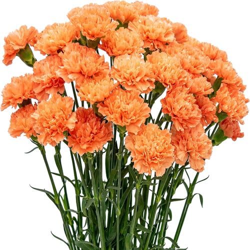 Orange Carnation Flower Seeds