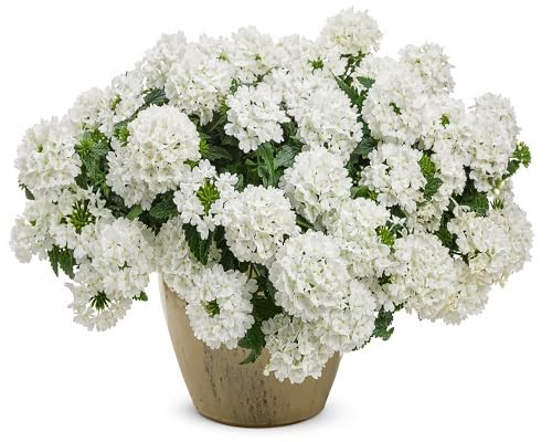 Pink Verbena Flower Seeds