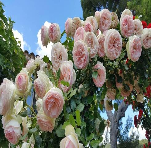 Pink Climbing Rose Flower Seeds