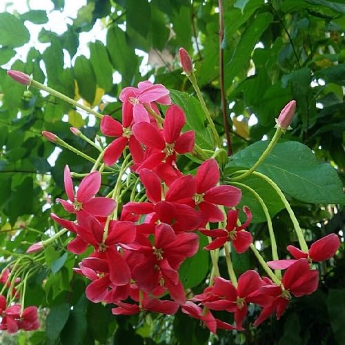 Red Combretum Flower Seeds