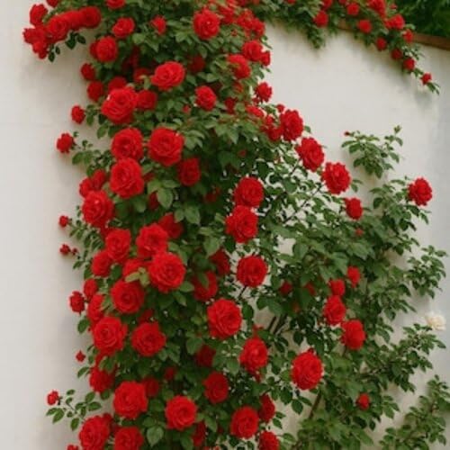 Red Climbing Peony Flower Seeds