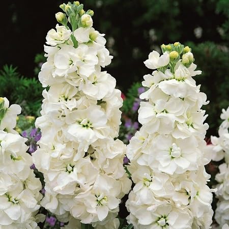 Matthiola Flower Seeds