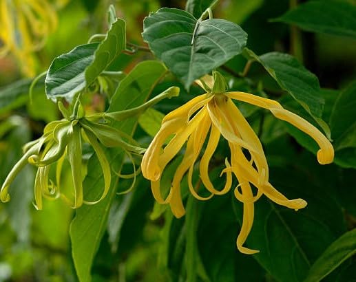 Yellow Cananga odorata Flower Seeds
