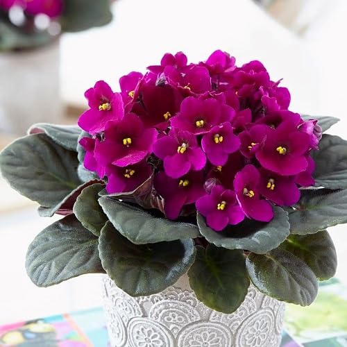 Saintpaulia Flower Seeds