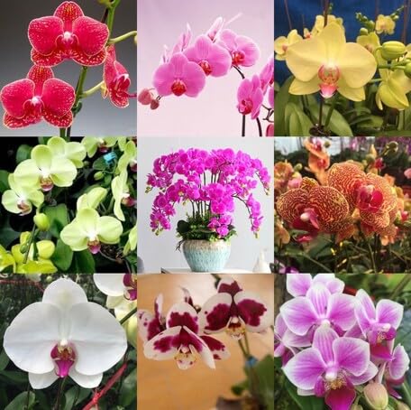 Mixed Phalaenopsis Flower Seeds