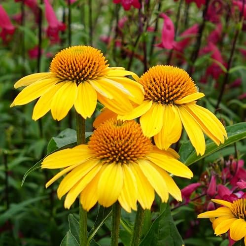 Coneflower Flower Seeds