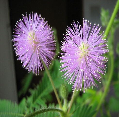 Purple Mimosa Pudica Flower Seeds