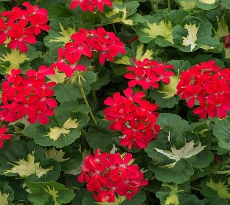 red clematis flower seeds