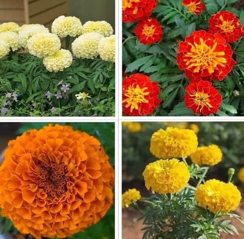 mixed marigold flower seeds