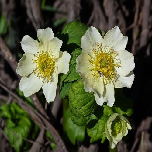 White Trollius Flower Seeds