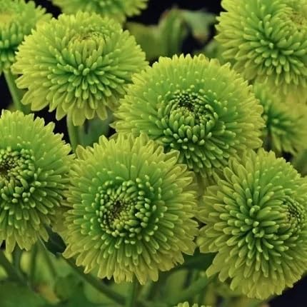 Green Chrysanthemum Flower Seeds
