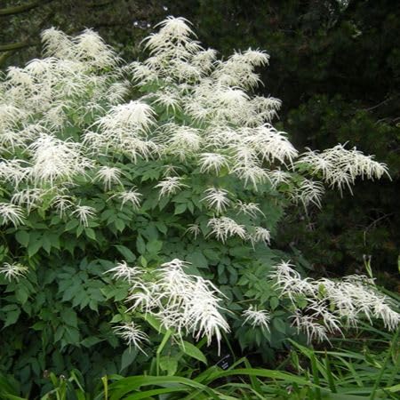 White Aruncus Dioicus Flower Seeds