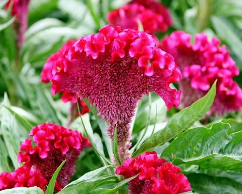 Pink Cockscomb Flower Seeds 