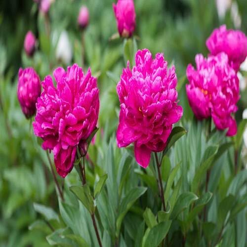 pink perennial peony flower