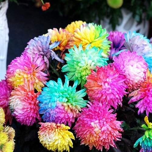 Rainbow Chrysanthemum Flower Seeds