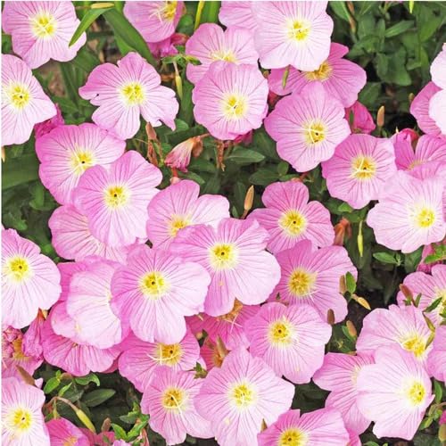 Pink Primrose Flower Seeds