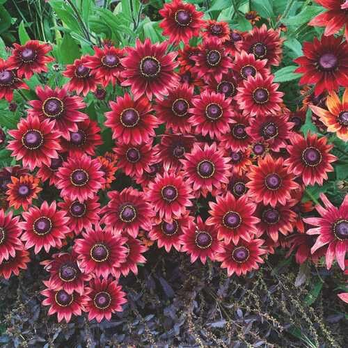 Rudbeckia Flower Seeds