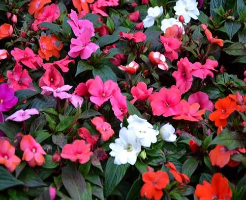 Impatiens Flower Seeds