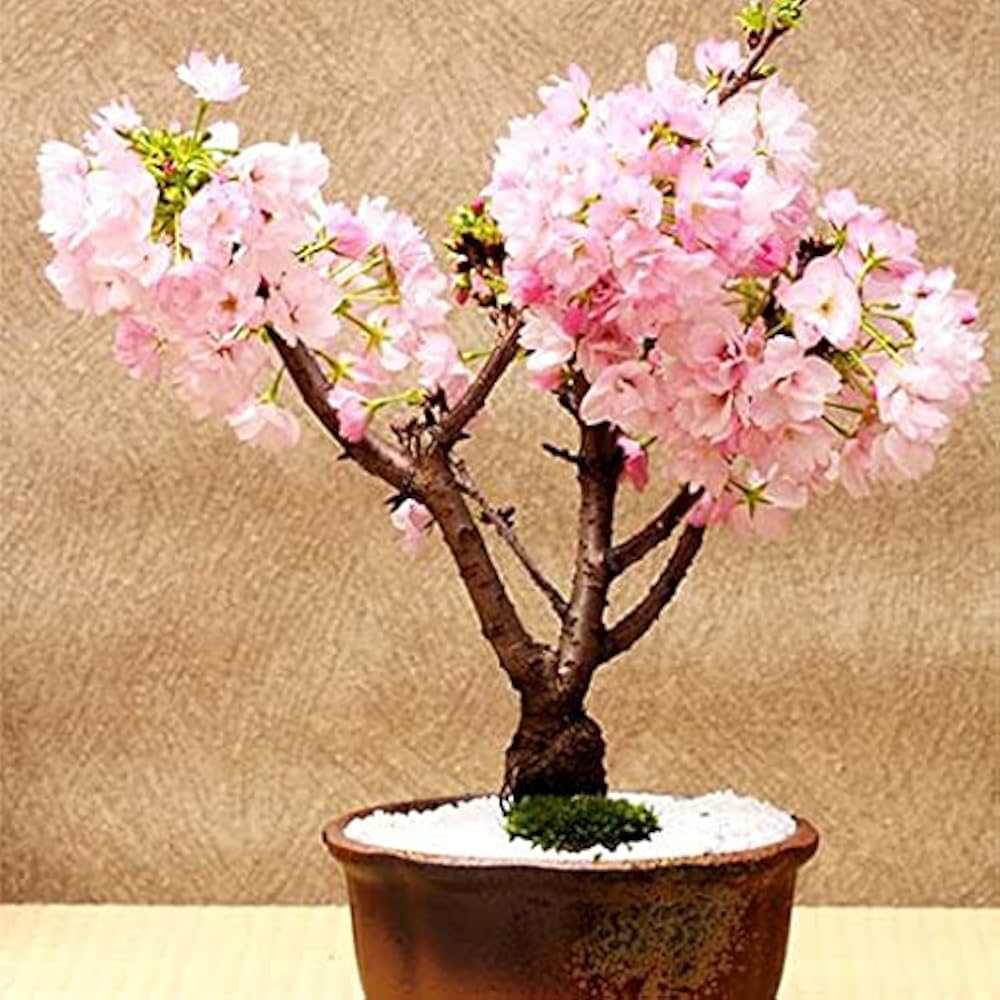 Sakura Cherry Blossom Bonsai
