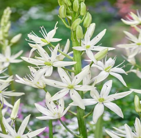 White Camassia Leichtlinii Flower Seeds