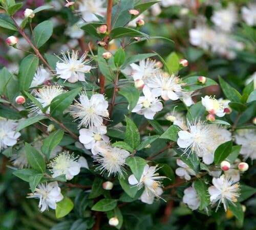 White Myrtle Flower Seeds