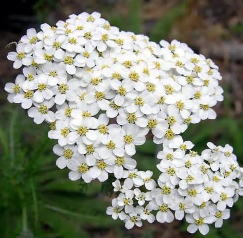 White Achillea Flower Seeds
