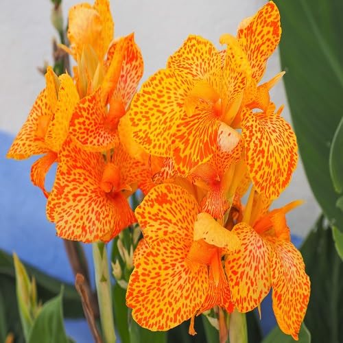Orange Canna Lily Flower Seeds
