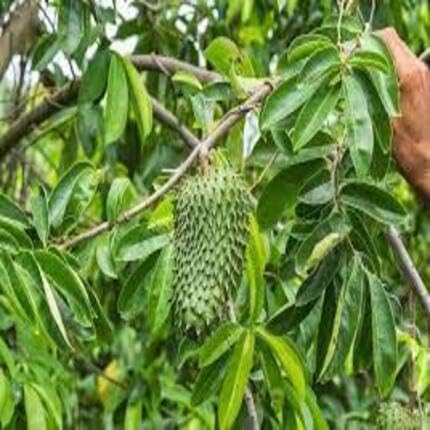 Graviola Green fruit seeds for organic garden planting