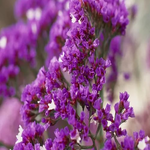 Statice Flower Seeds