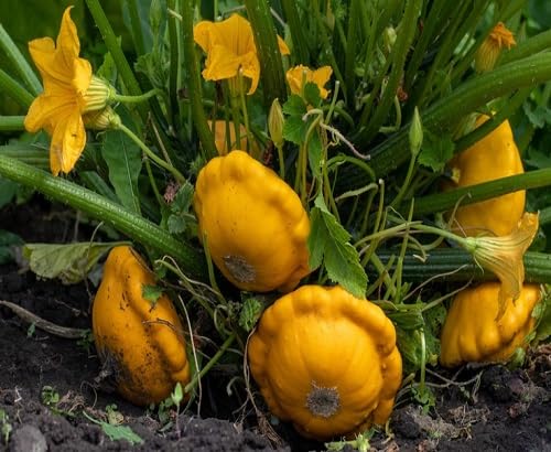 Green Squash Plant vegetable seeds for Home Gardening, Natural Farm Fresh Gardening for kitchen garden planting