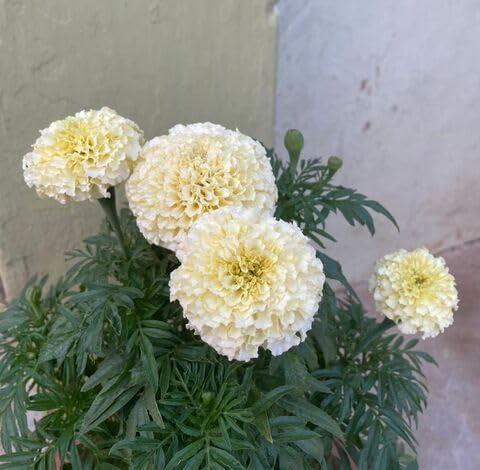 White Marigold Flower Seeds