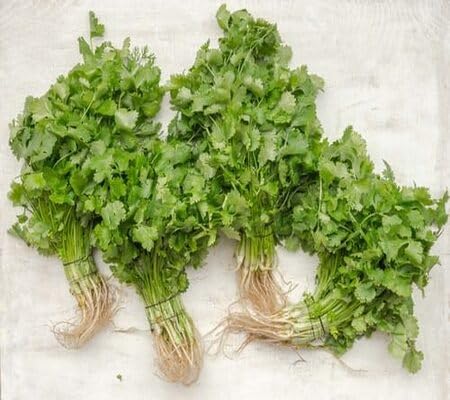 Green Coriander vegetable seeds for Home Gardening, Heirloom, Non-GMO, High Germination for kitchen garden planting
