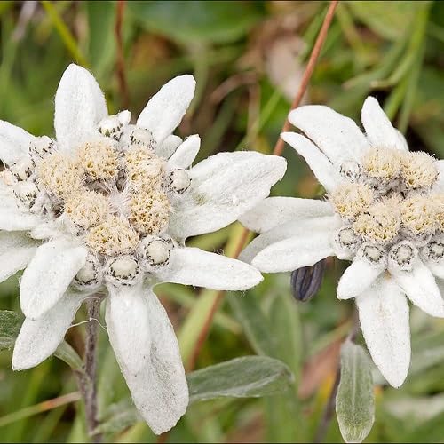 white edelweiss flower seeds.