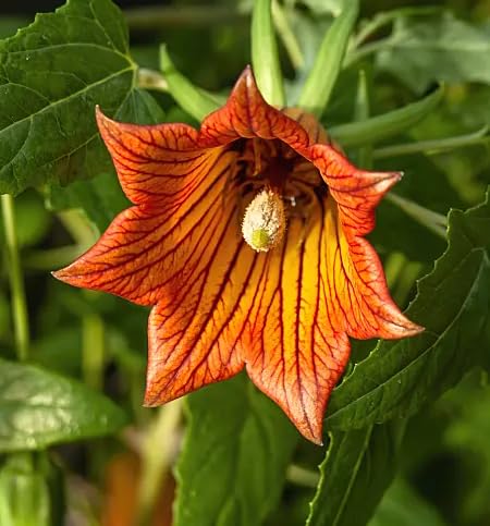 Orange Canarina Canariensis Flower Seeds