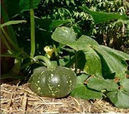 Kabocha Squash vegetable seeds - Heirloom, Organic, Non Gmo Garden Seeds for kitchen garden planting