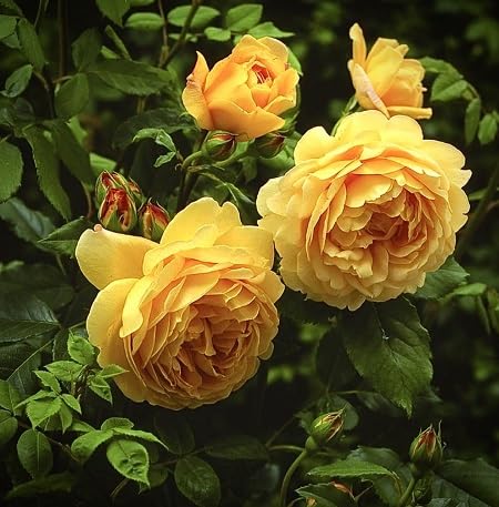 Yellow Giant Blooming Rose Flower Seeds