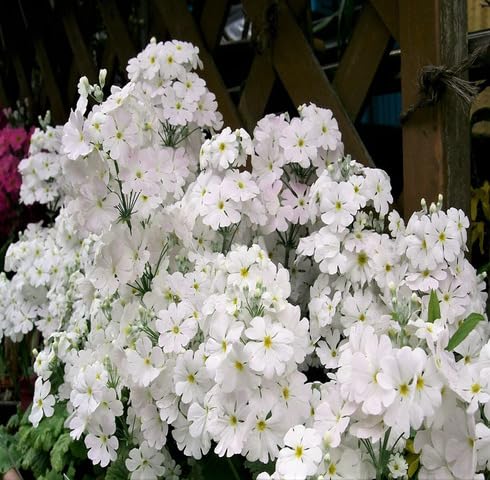 White Primula Malacoides Flower Seeds